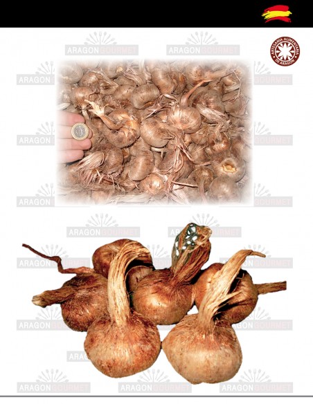 Bulbos grandes de azafran 30 unidades