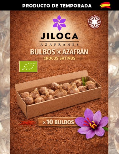 Bulbos crocus sativus de azafrán 10 unidades