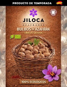 bulbos de azafrán 50 unidades