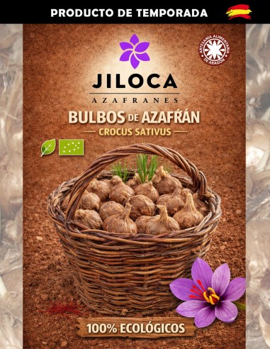 bulbos de azafrán 50 unidades