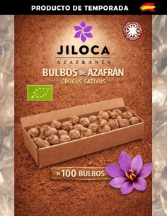 100 size B saffron bulbs