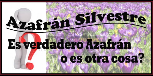 Safran sauvage, tout ce que vous devez savoir